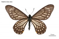 藏品(黃星斑鳳蝶)的圖片